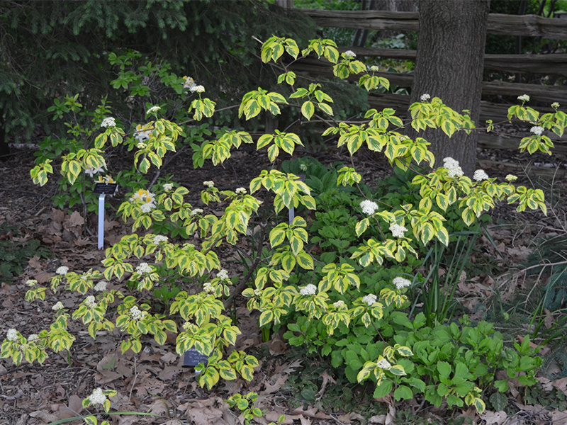 Cornus-alternifolia-W-Stackman frm.jpg